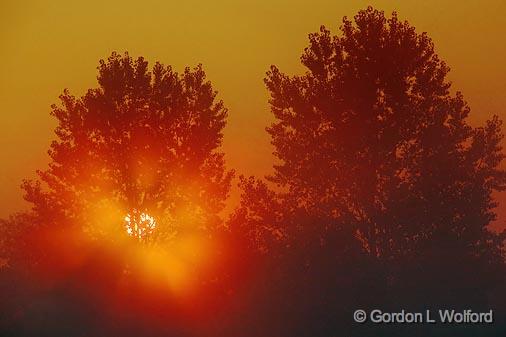 Foggy Sunrise Behind Two Trees_05392.jpg - Photographed near Lindsay, Ontario, Canada.